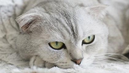 爱游戏娱乐-Cloud9问鼎LCS春季赛冠军，问鼎联盟冠军