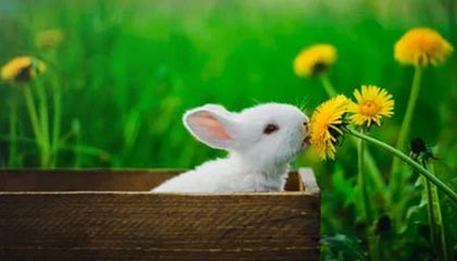 爱游戏娱乐-Cloud9问鼎LCS春季赛冠军，问鼎联盟冠军